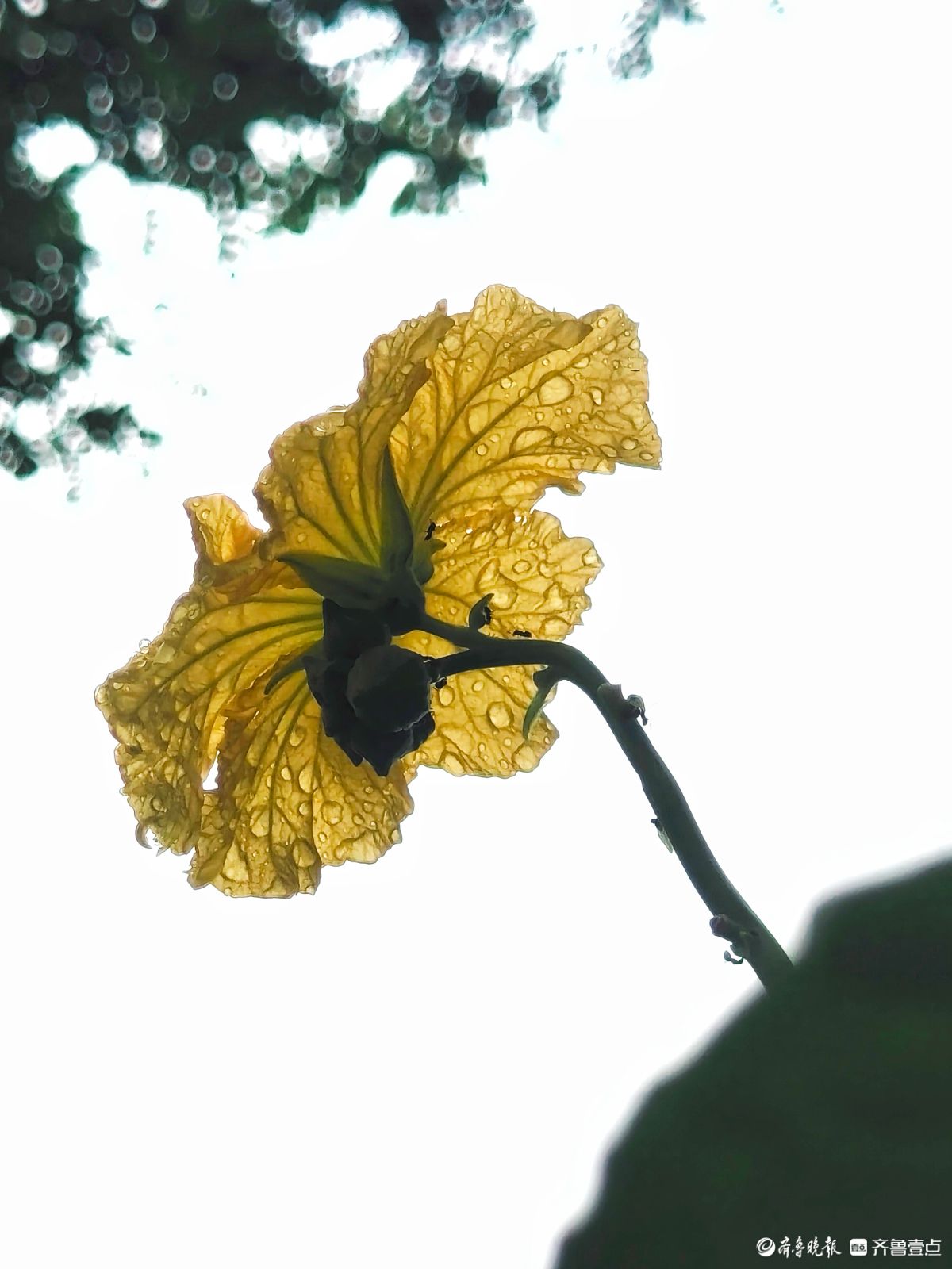 大雨过后的丝瓜花，金色花朵愈发靓丽