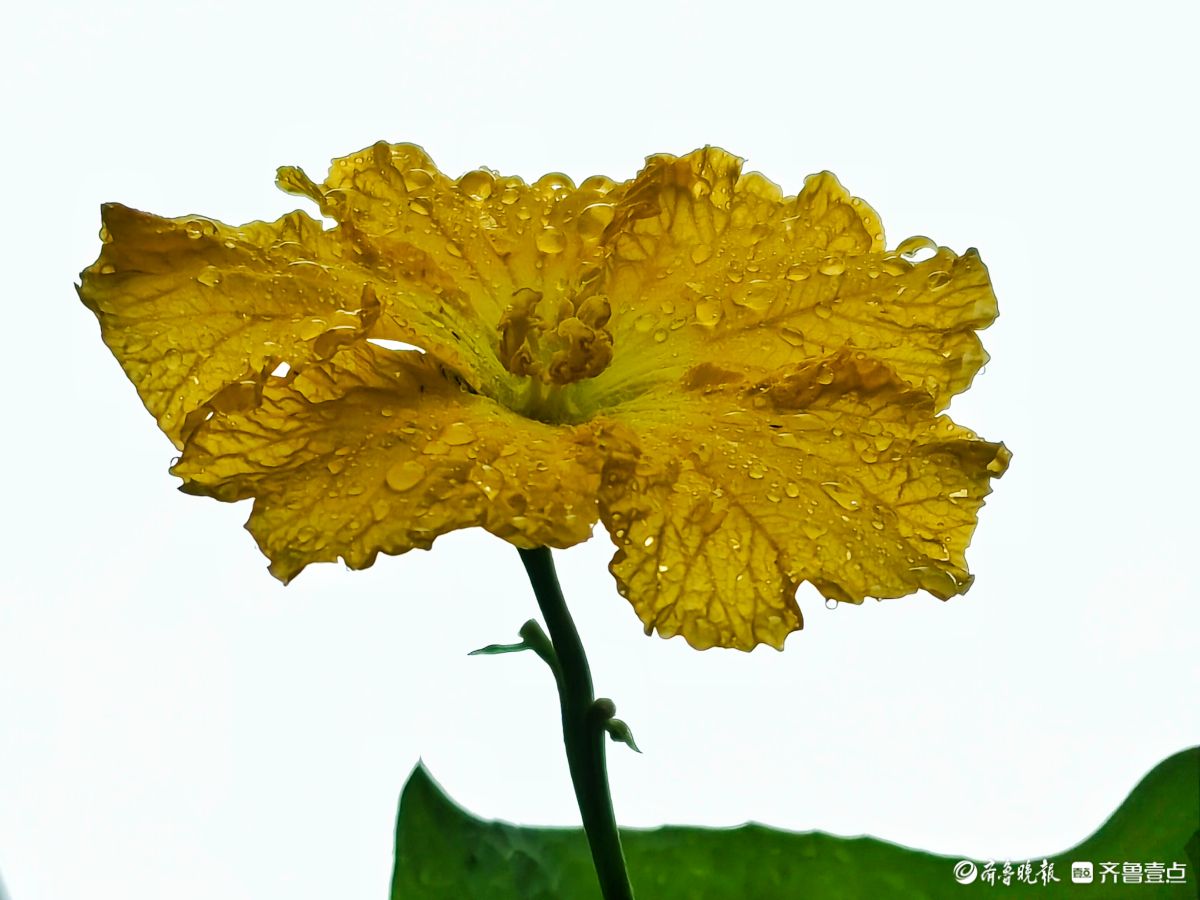 大雨过后的丝瓜花，金色花朵愈发靓丽