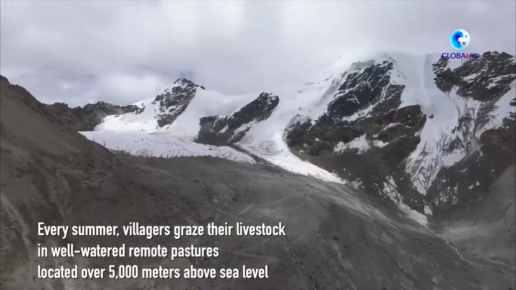 Tibetan herders embrace improved livelihoods during migration season