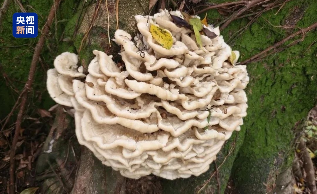 首次发现此真菌，广西发现花状肉齿耳