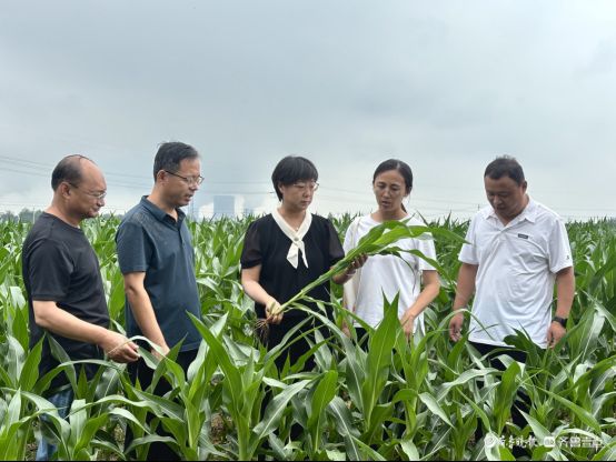 粮满仓·好风光|水肥菌精准滴灌，沙土地里种出高产玉米