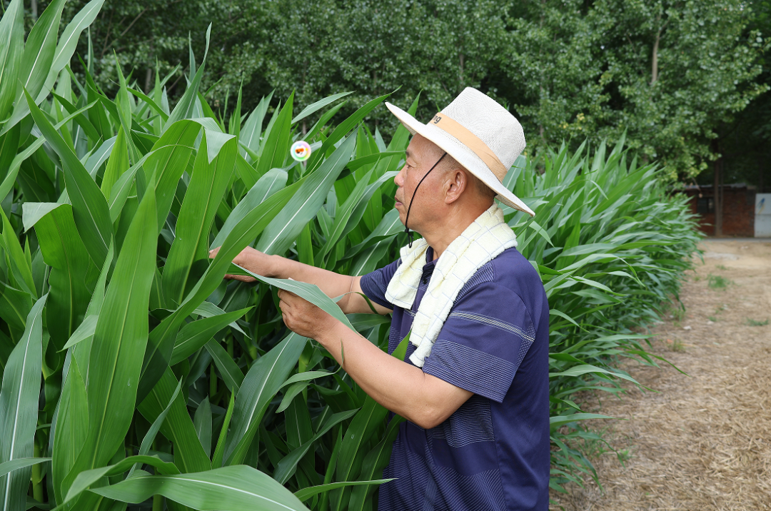 赞！肥城村支书刘广金的故事！村集体收入破50万的秘密！