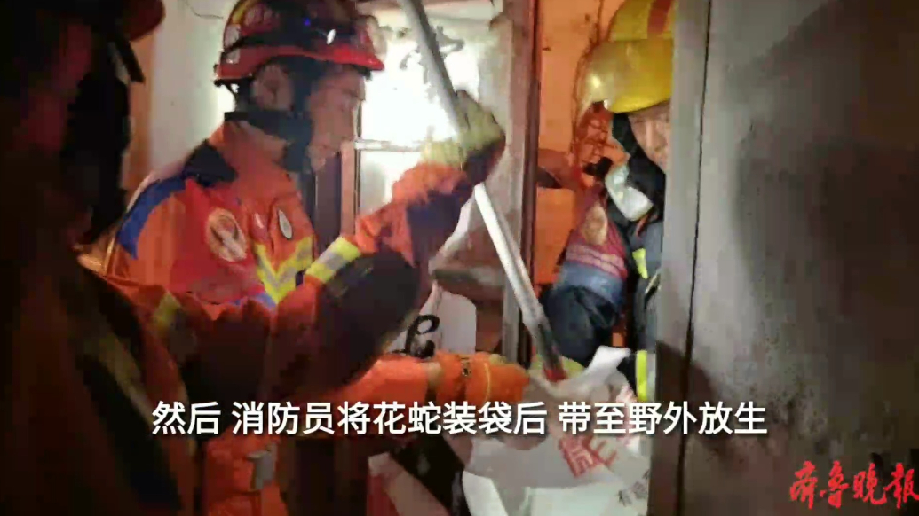 果然视频|花蛇溜进村民家中，消防员及时到场处置