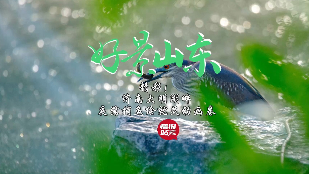 果然视频·好景山东|精彩！济南大明湖畔，夜鹭捕鱼绘就灵动画卷