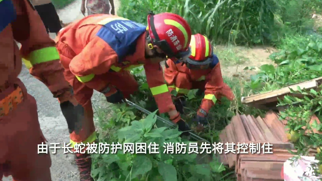果然视频|长蛇闯入村民菜地，消防员到场“请”走