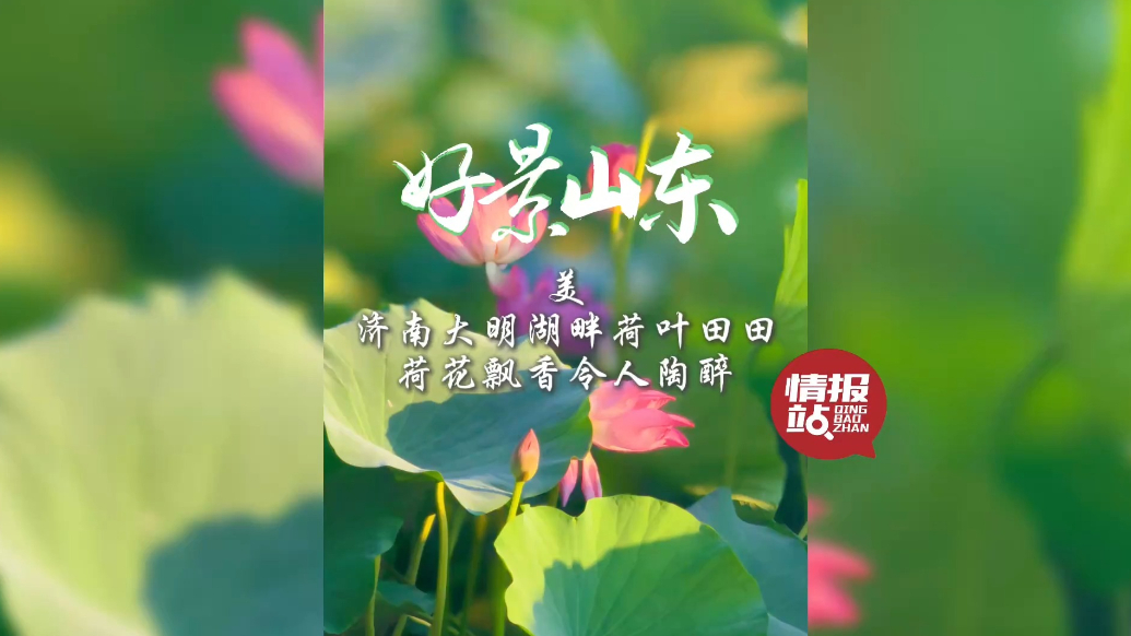 果然视频·好景山东|济南大明湖畔荷叶田田，荷花飘香令人陶醉！
