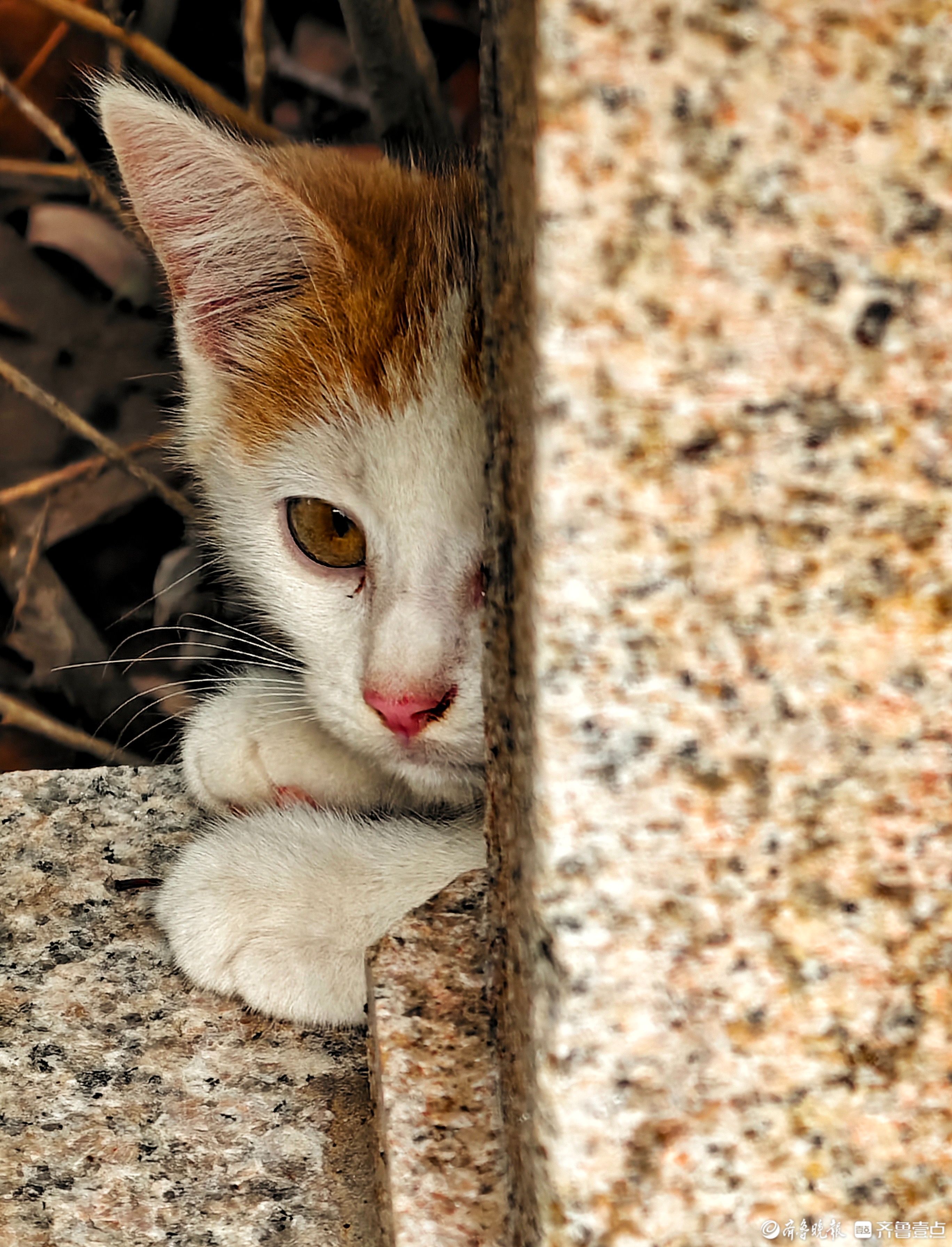 刚睡醒的猫咪
