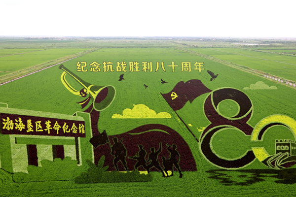 Rice paddy art celebrates history and ecology in Shandong