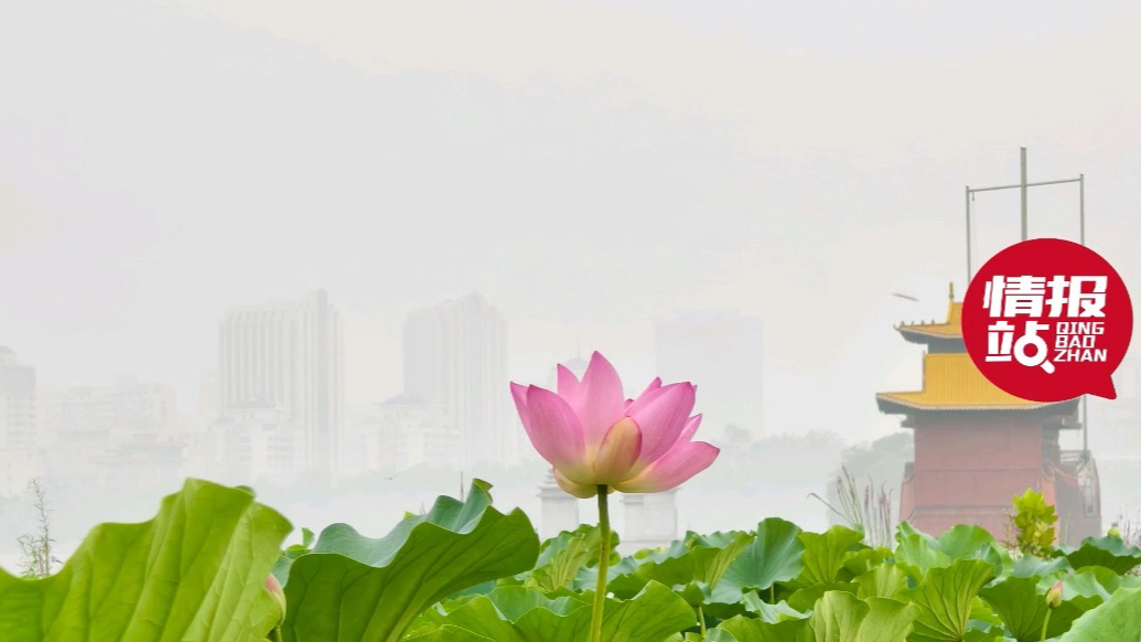 天气情报站|济南晨雾朦胧似轻纱！远处的建筑在雾中时隐时现