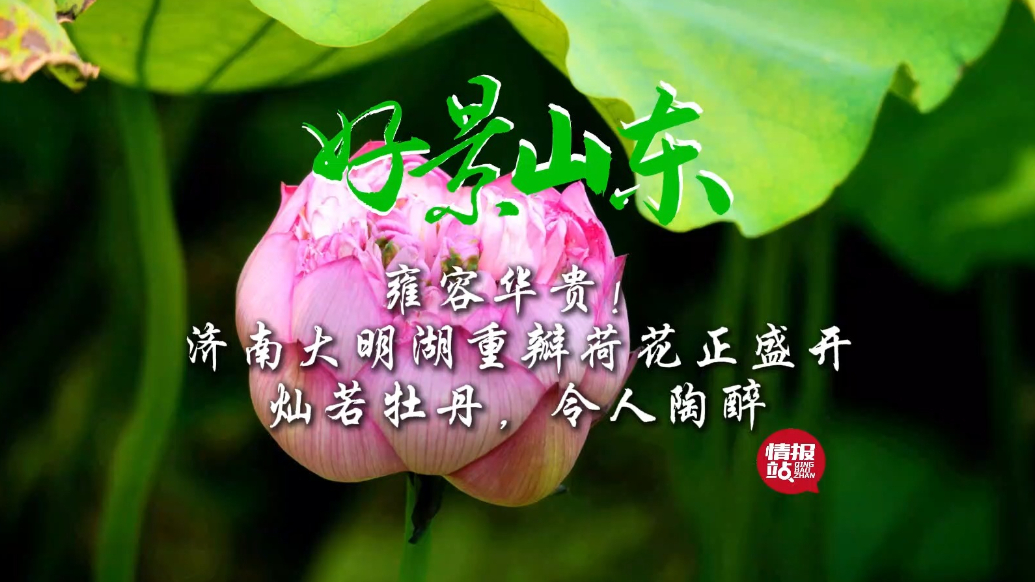 果然视频·好景山东|灿若牡丹！济南大明湖重瓣荷花盛开