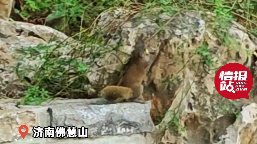 情报站|丛林小精灵！济南佛慧山小松鼠灵动穿梭，俏皮可爱入画来