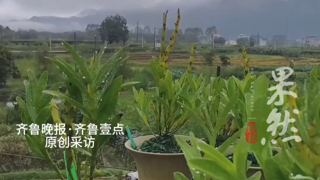 果然视频｜广东多地限制养水植？社区：非禁养但需勤换水防蚊