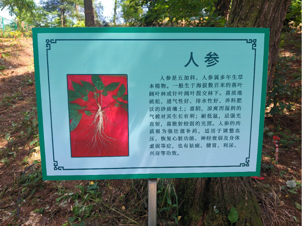 青州仰天山“点绿成金”：千亩林下参园绘就“两山”新画卷