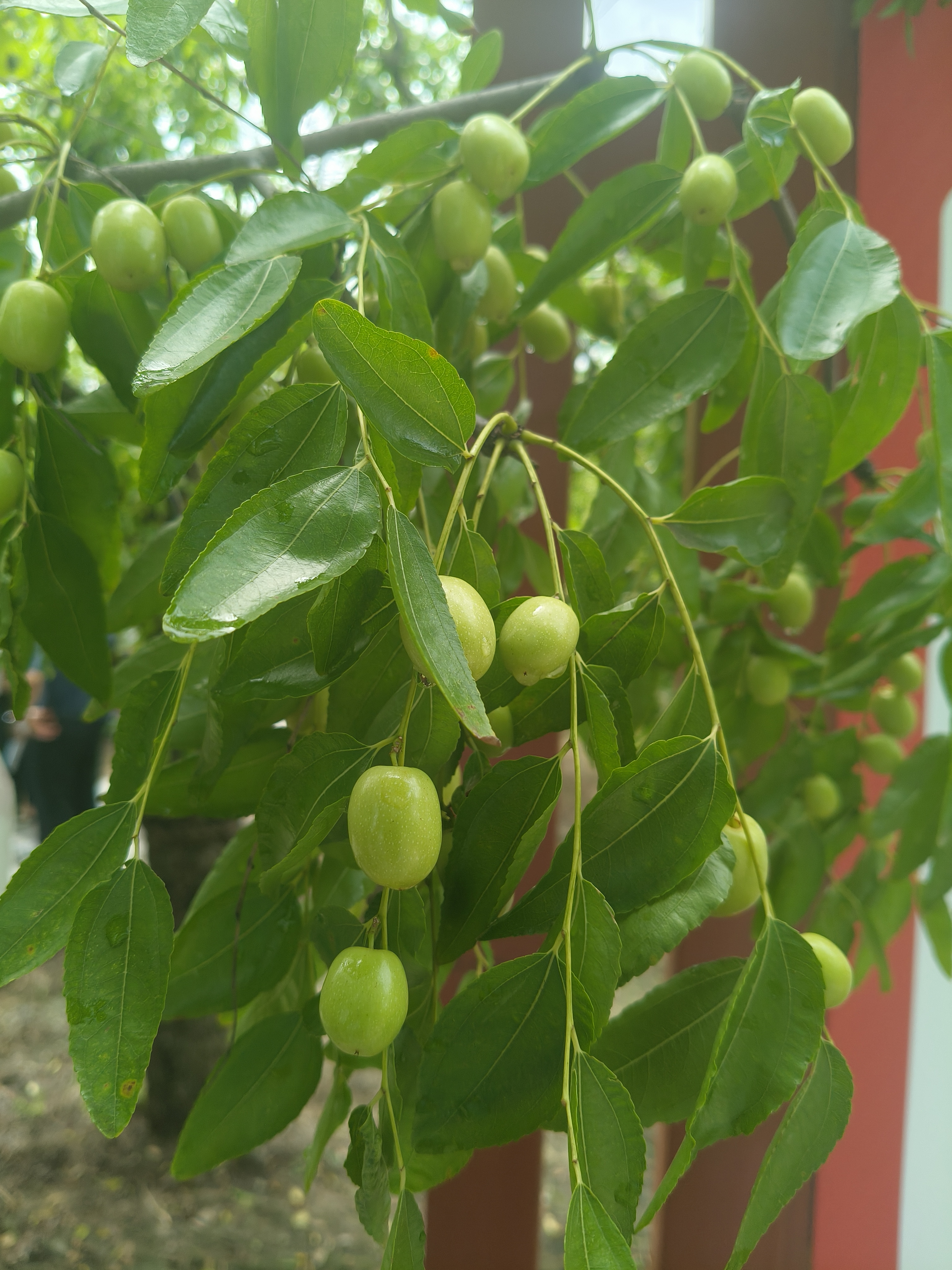 千年古树焕新机：乐陵绘就“两山”转化生态画卷