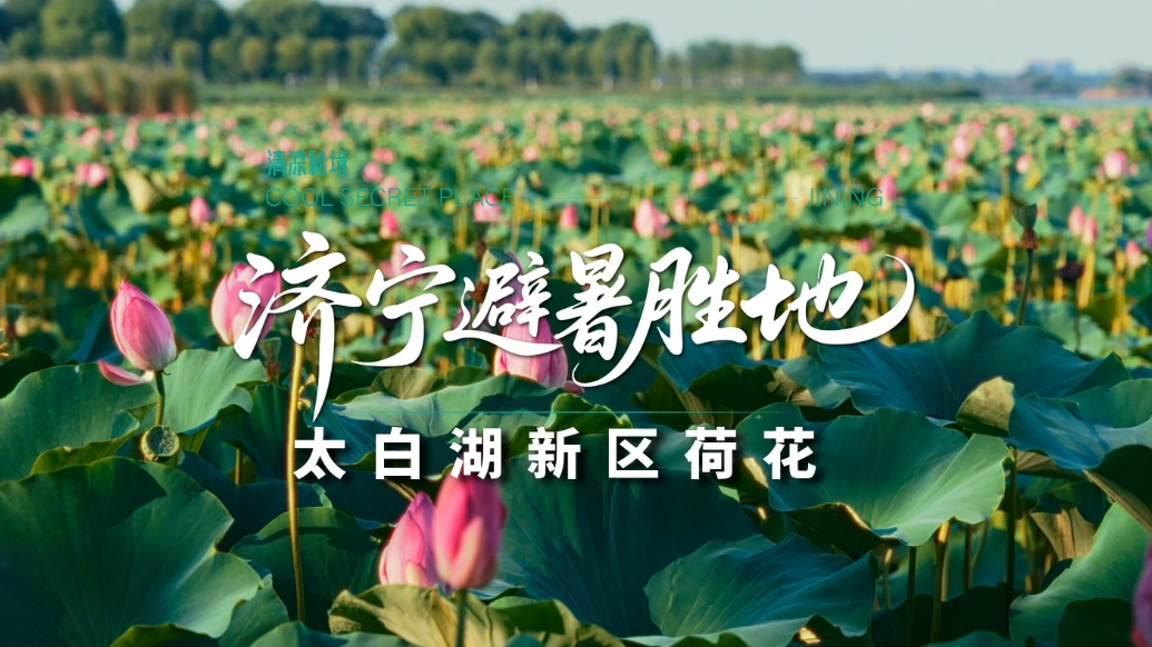 果然视频|接天莲叶无穷碧，太白湖畔荷花池
