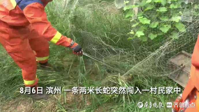 果然视频|两米长蛇闯入村民家，消防员到场“请”出