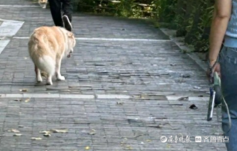 法眼｜烈犬咬死人案件背后：养犬该守哪些法律规矩？执行难在哪？