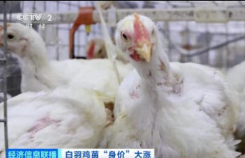 价格暴涨300%！它，从“没人要”到“买不到”，山东鸡苗价格连续上涨