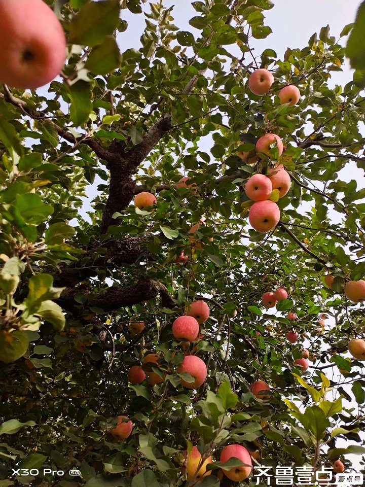 果园夏秋季防灾减灾促丰产技术方案