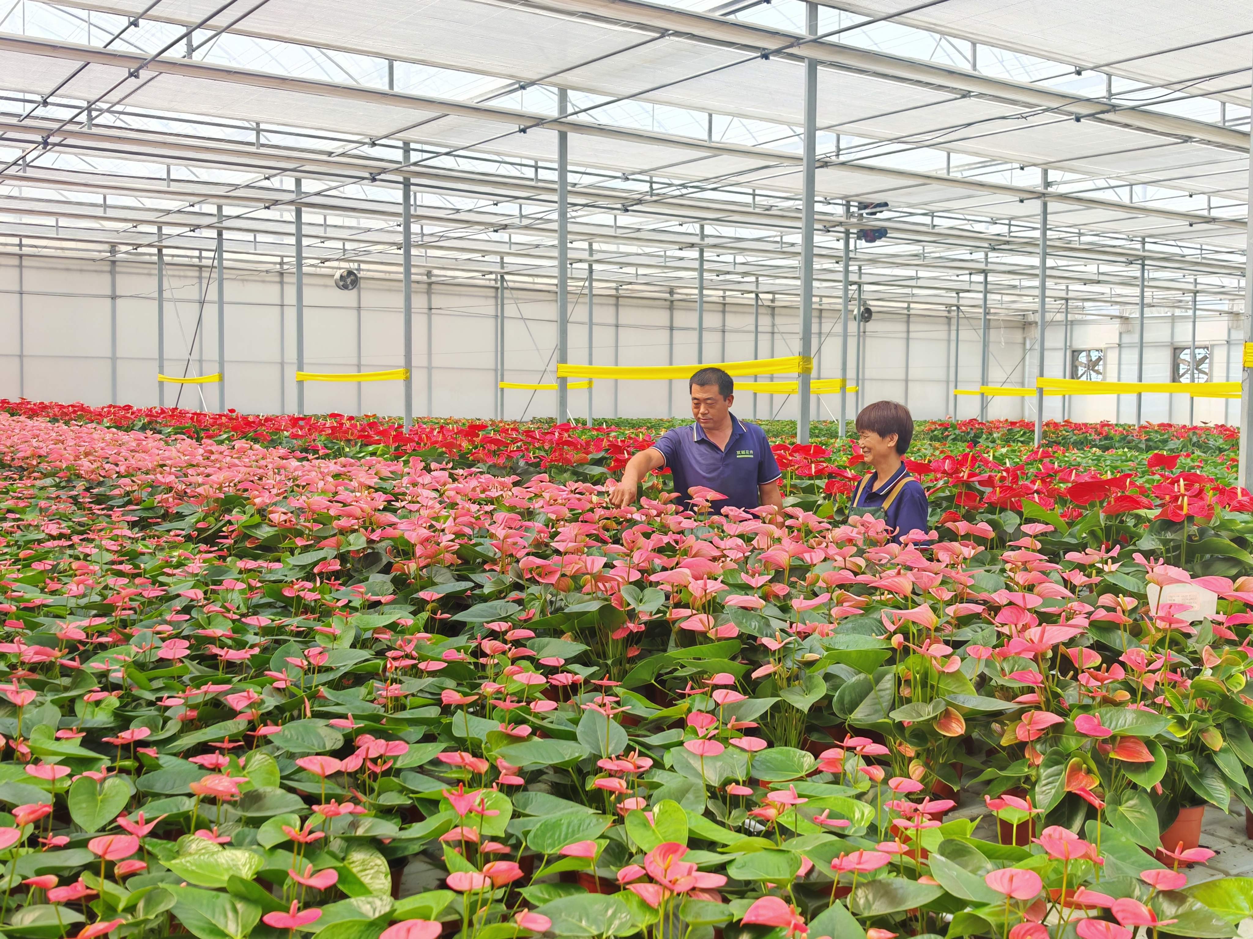 芦花新闻|大地热能焕发新生命造福黄河三角洲
