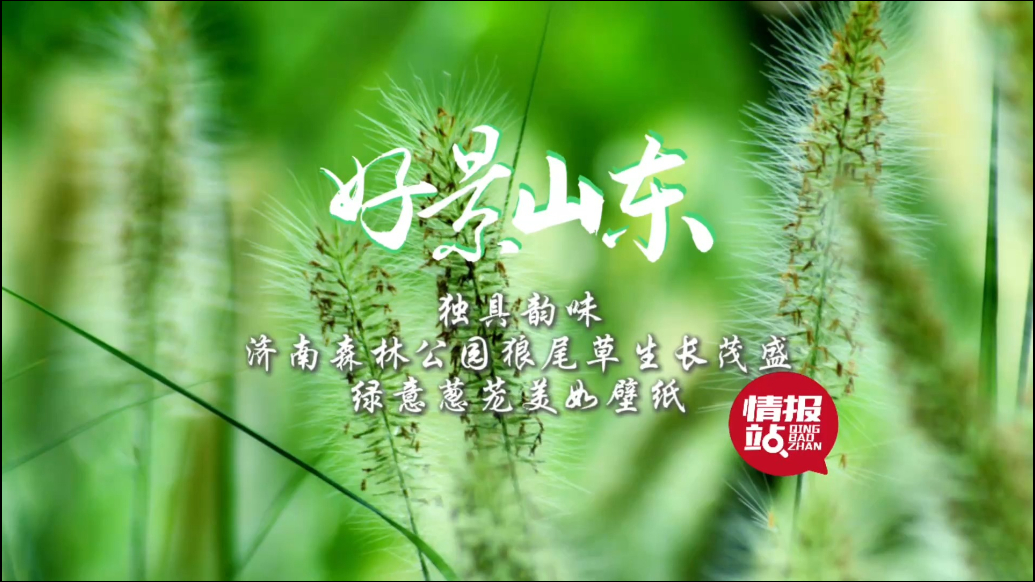 果然视频·好景山东|济南森林公园狼尾草盛放，绿意葱茏美如壁纸
