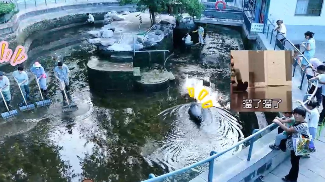 果然视频|动物视界（434）海豹水池清洗大作战