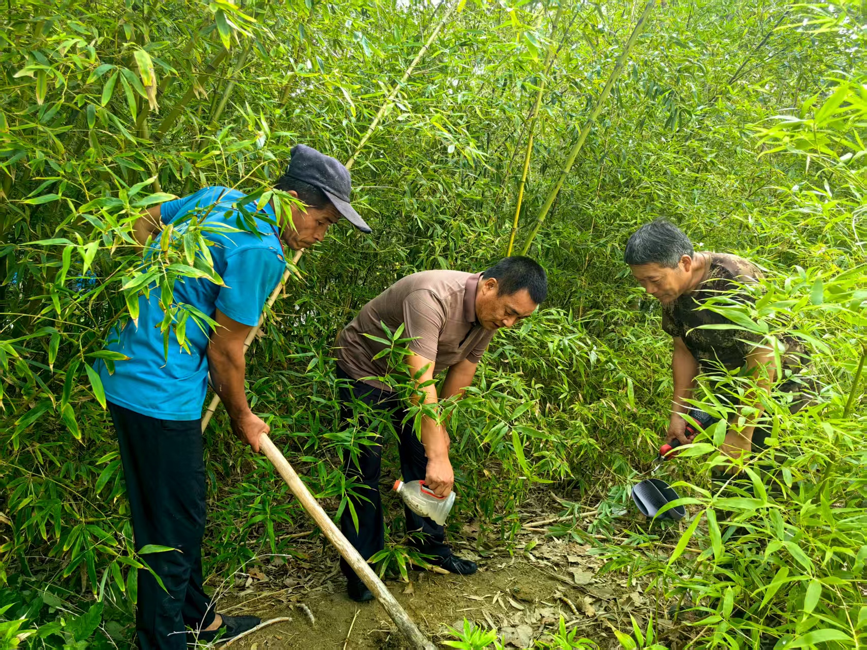 “两山”20年山东实践丨“南竹北移”70多种,万里黄河绿生金