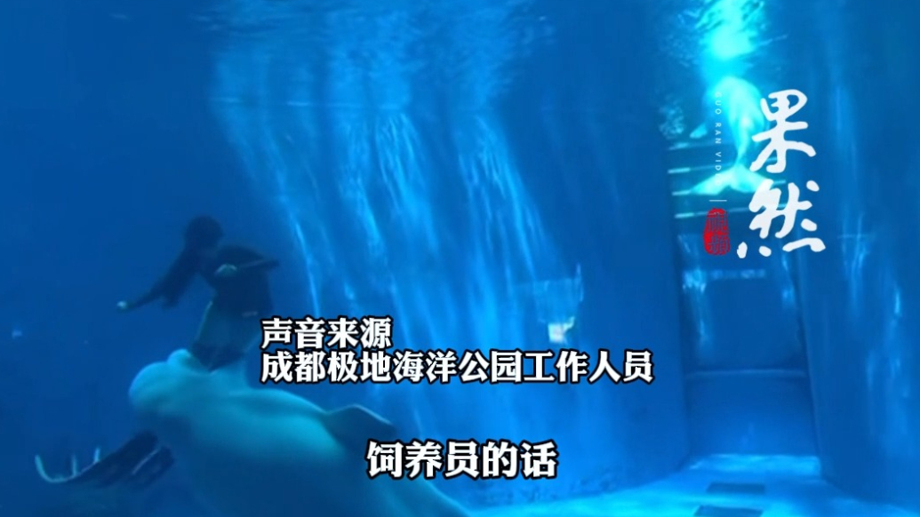 果然视频|海洋公园的白鲸咬人？景区回应