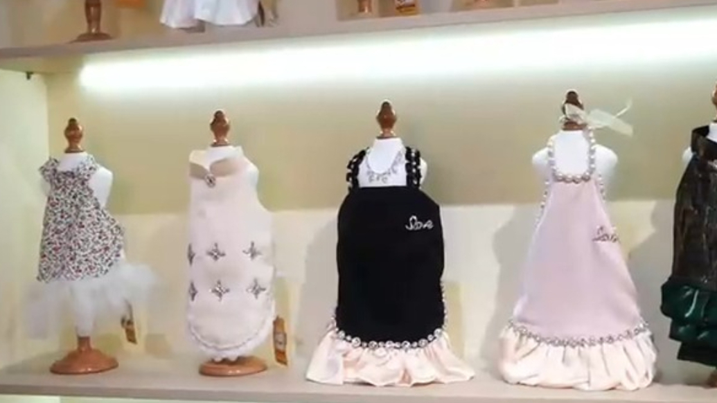 果然视频丨青岛女生为“毛孩子”开服装店，首创宠物婚纱租赁
