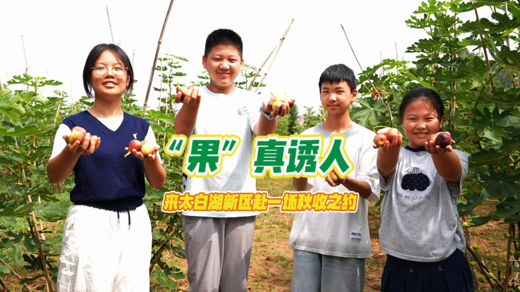 果然视频|“果”真诱人，来太白湖新区赴一场秋收之约