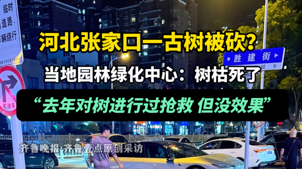 果然视频｜河北张家口一古树被砍？当地：树已枯死，曾进行过抢救