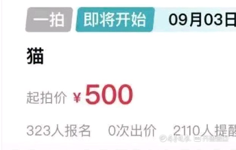 法眼｜法拍狸花猫引围观，争议点在哪？