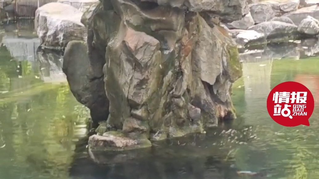 情报站|泉石相映！济南月牙泉再次复涌，水流似珠帘泉群正欢歌