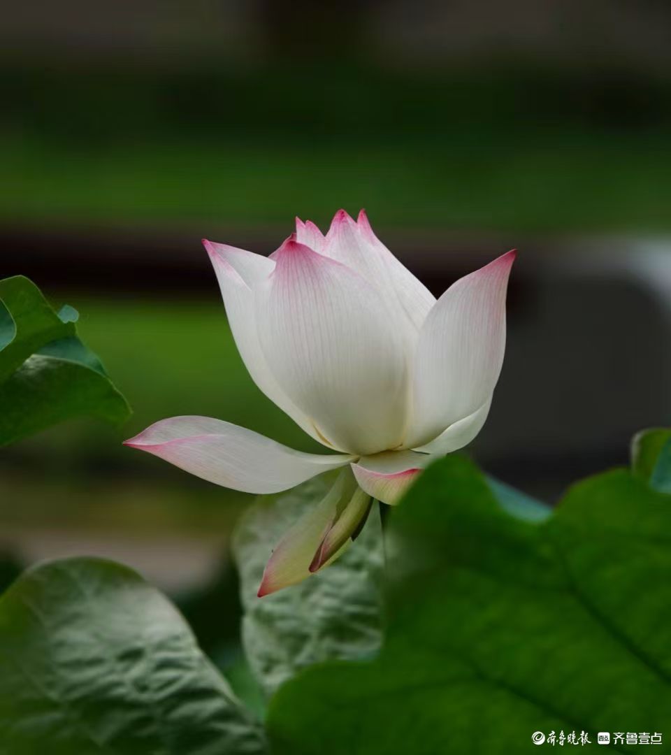 泉城公园赏秋荷