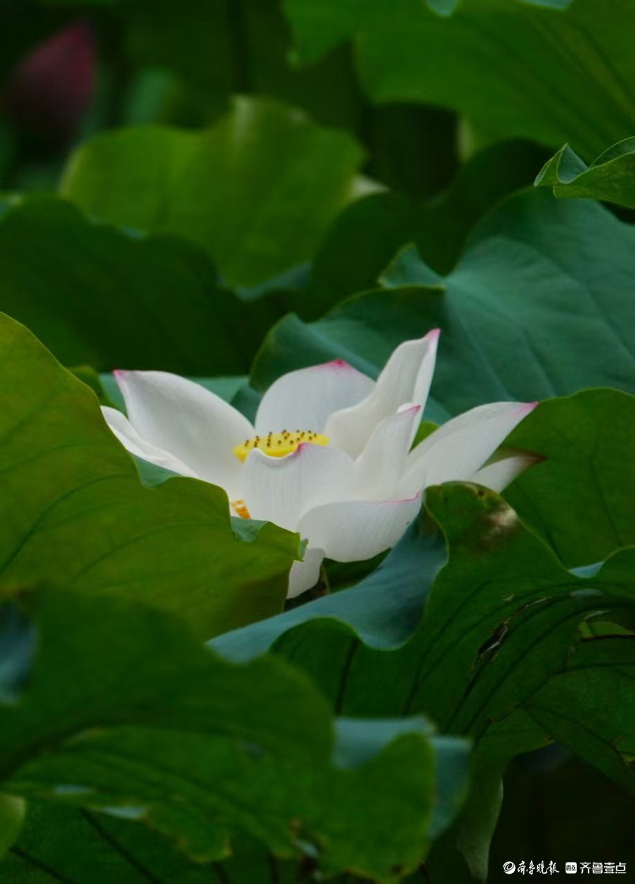 泉城公园赏秋荷