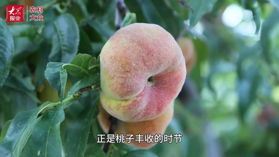 广饶黄金蟠桃迎丰收，“甜蜜果”铺就致富路