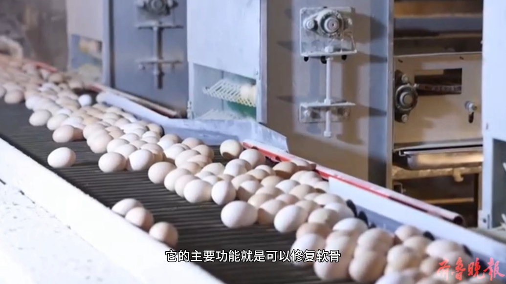 云话山东|鸡蛋壳能治疗关节痛？看枣庄这家企业如何“变废为宝”