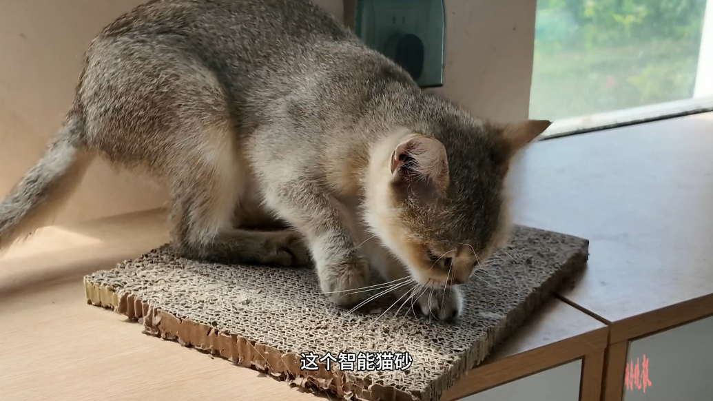 云话山东|猫砂能监测猫咪健康状况？创新为这家企业出海插上翅膀