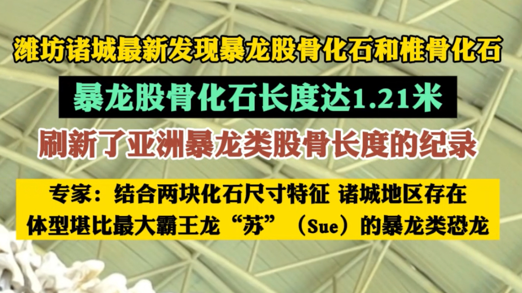 果然视频|刷新亚洲纪录！潍坊发现体型堪比最大霸王龙的暴龙化石