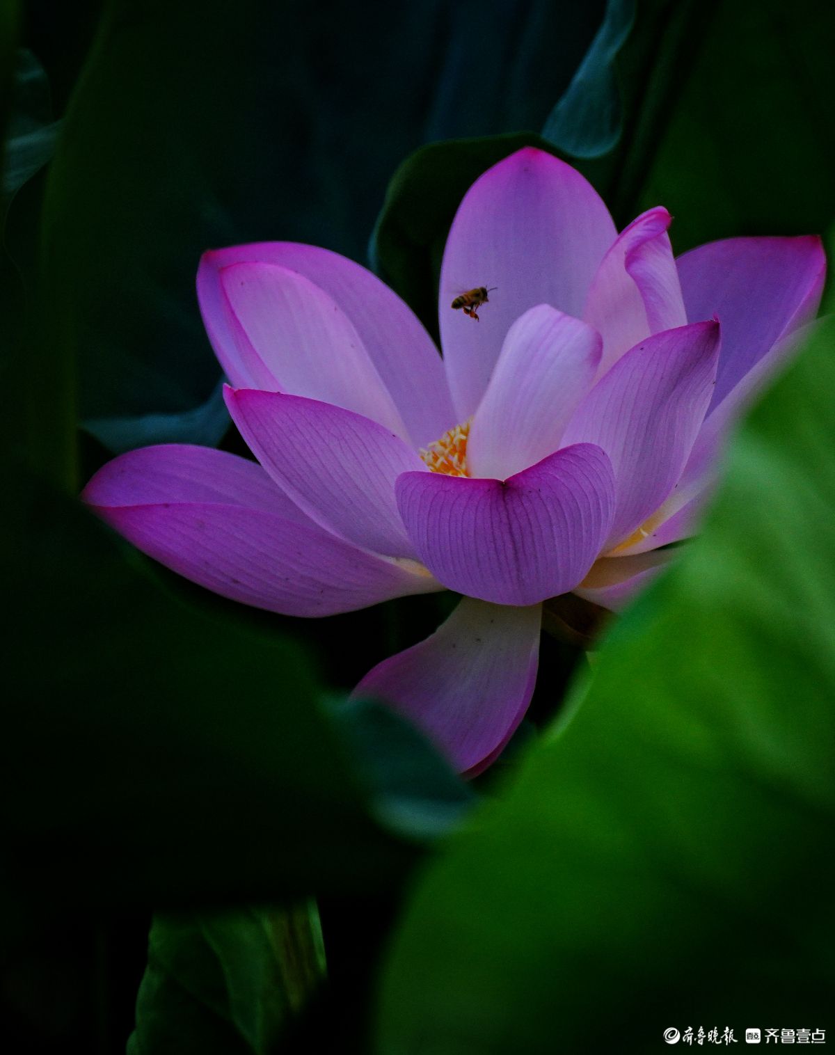 华山湖“湖”拍|花开蜂自来