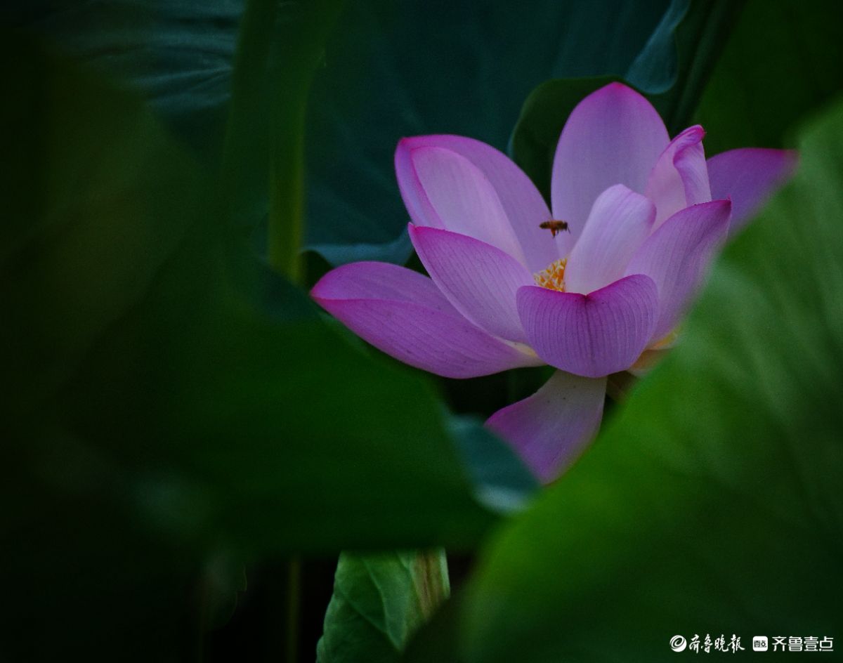 华山湖“湖”拍|花开蜂自来