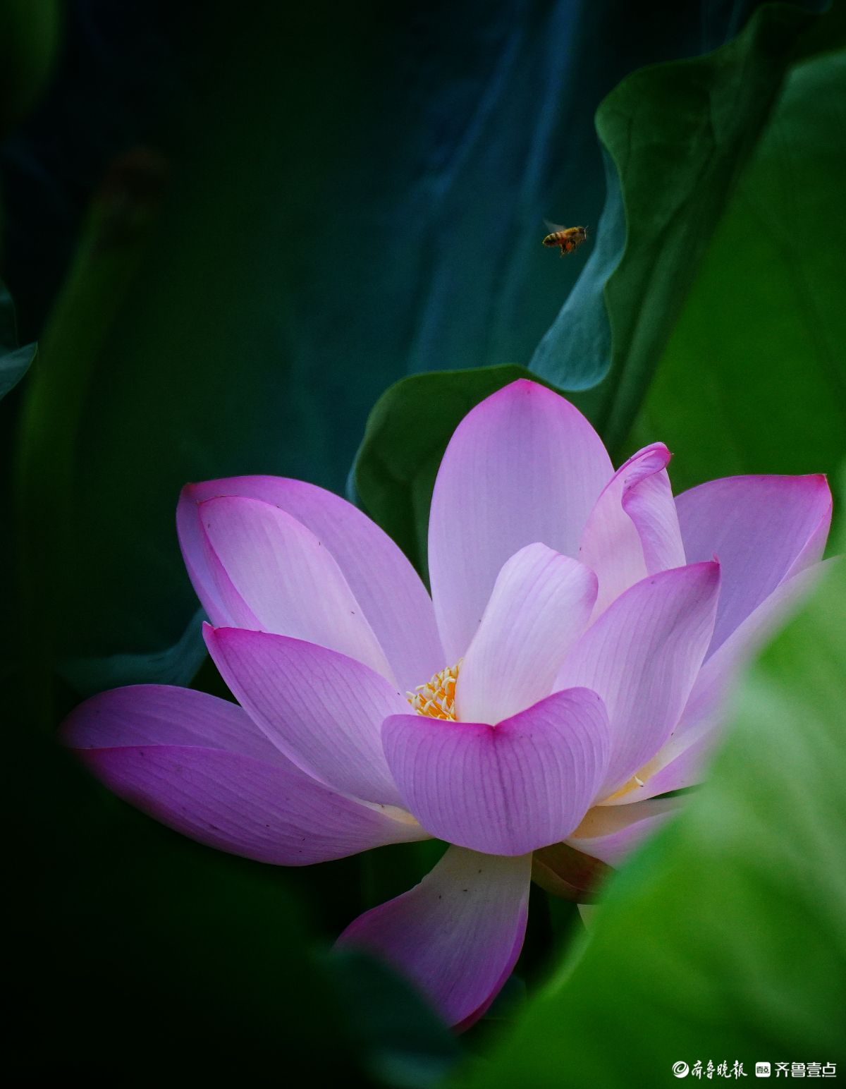 华山湖“湖”拍|花开蜂自来