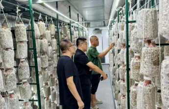 潍坊临朐辛寨街道建成智慧菌菇方舱，年产值达20万元