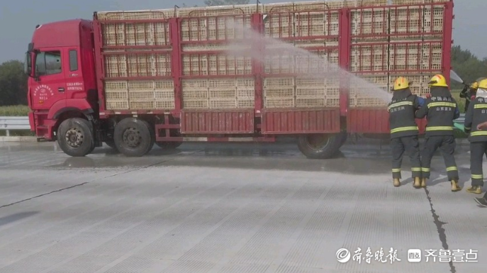 果然视频|一车活鸡“中暑”，消防员到场喷水降温