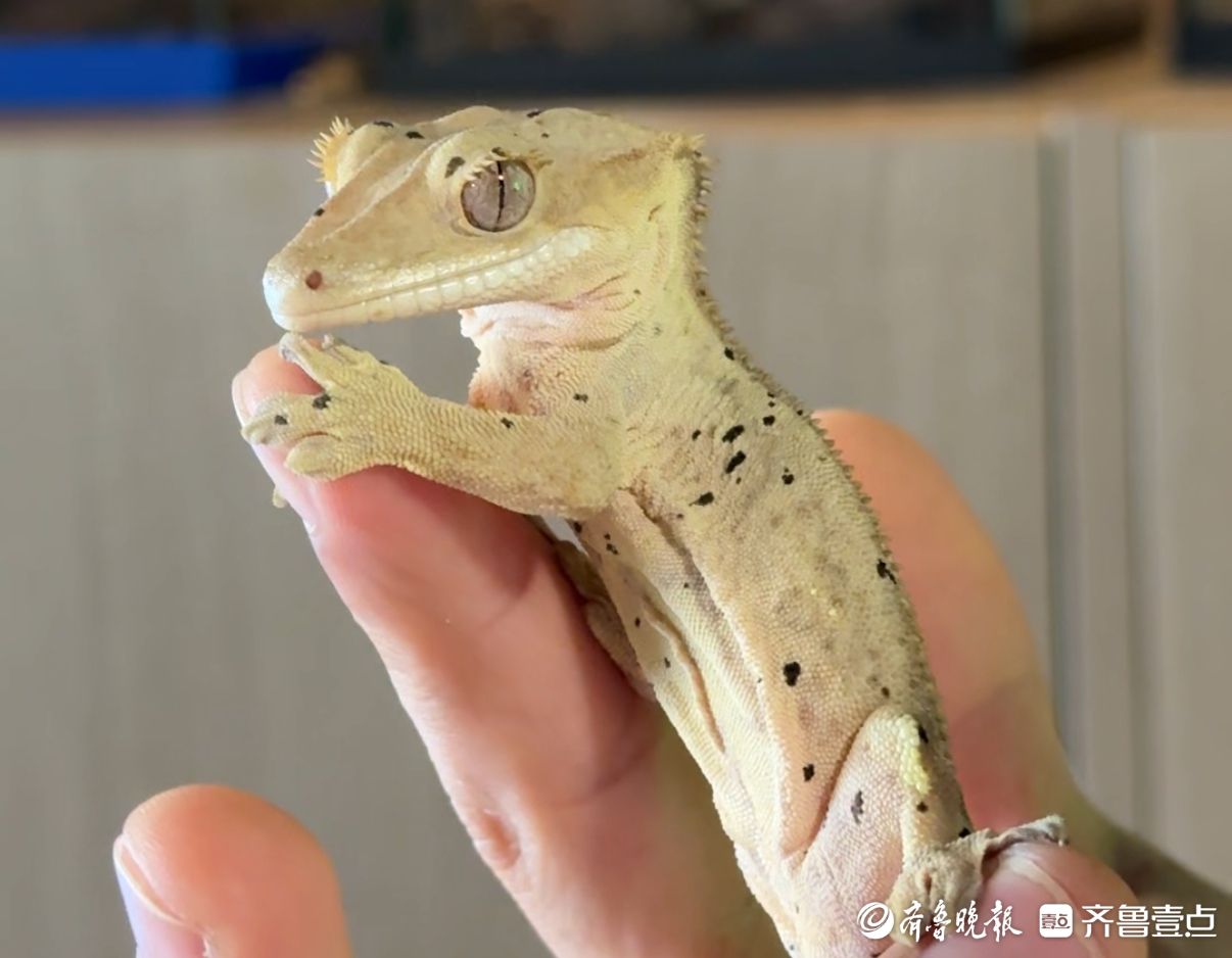 果然财经丨“异”军突起！低成本高情绪价值，年轻人爱上异宠伙伴