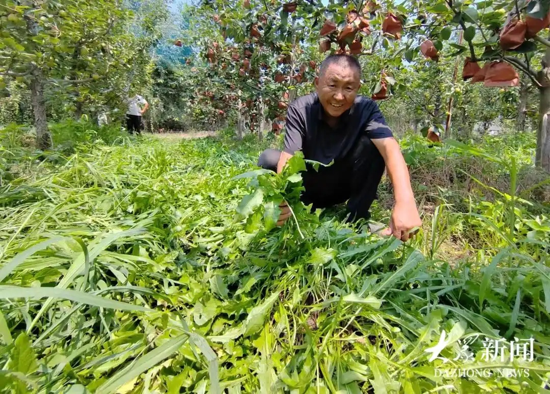树下种满草，树上挂“饮料”，枝条绑丝套，农场主用“新招”种出高价梨