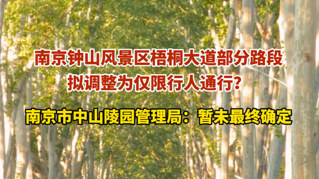 果然视频｜南京梧桐大道部分路段仅限行人通行？官方：未最终确定
