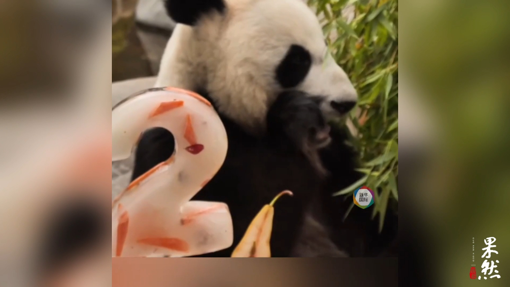 果然视频·看天下|在俄出生的大熊猫“喀秋莎”两岁了