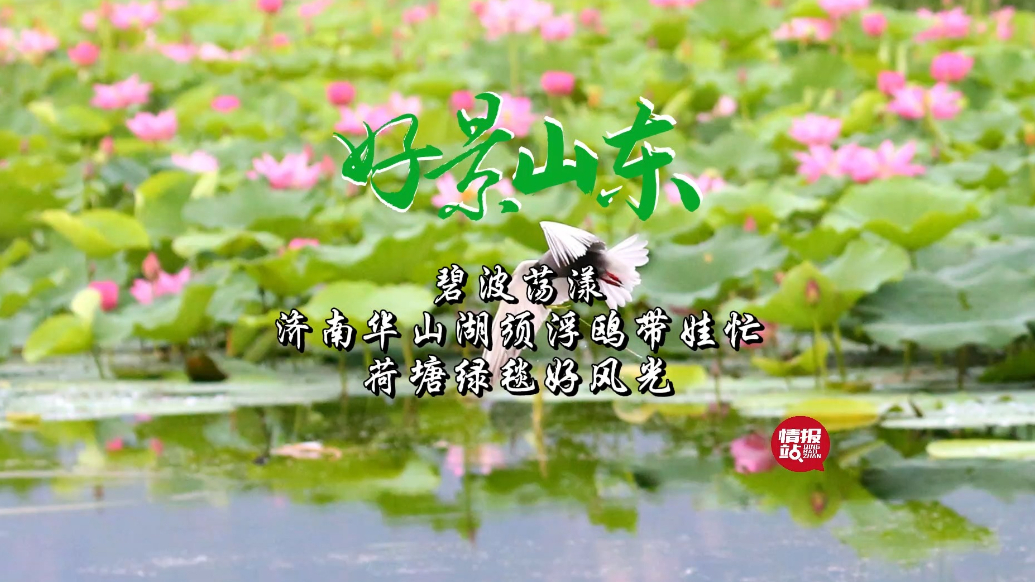 果然视频·好景山东|济南华山湖须浮鸥带娃忙，荷塘绿毯好风光！