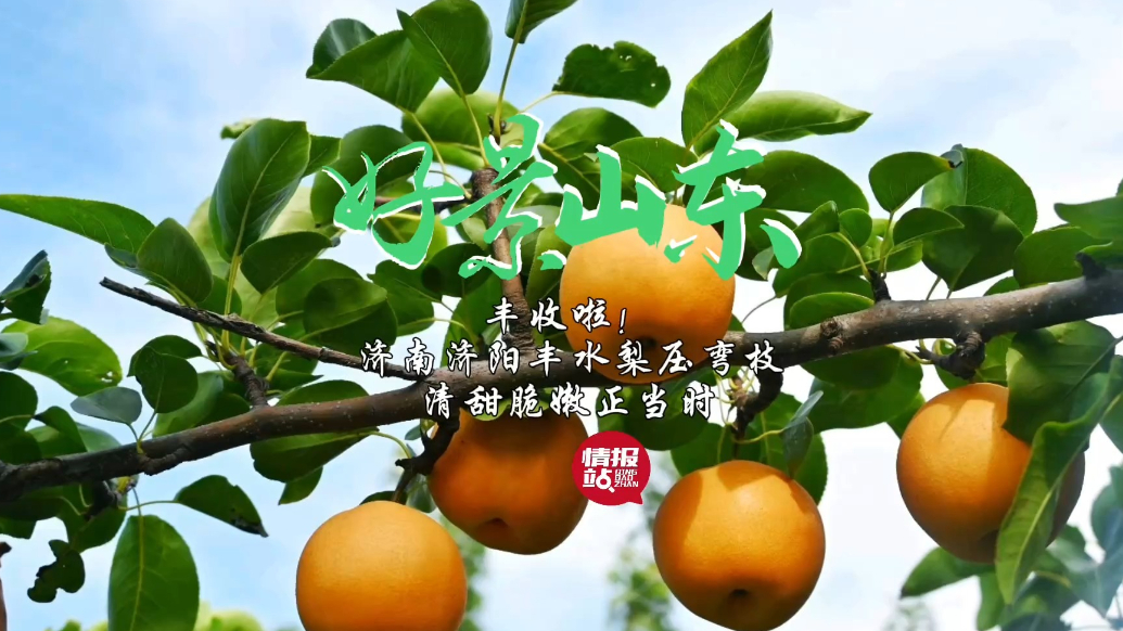 果然视频·好景山东|济南济阳丰水梨压弯枝，清甜脆嫩采摘正当时